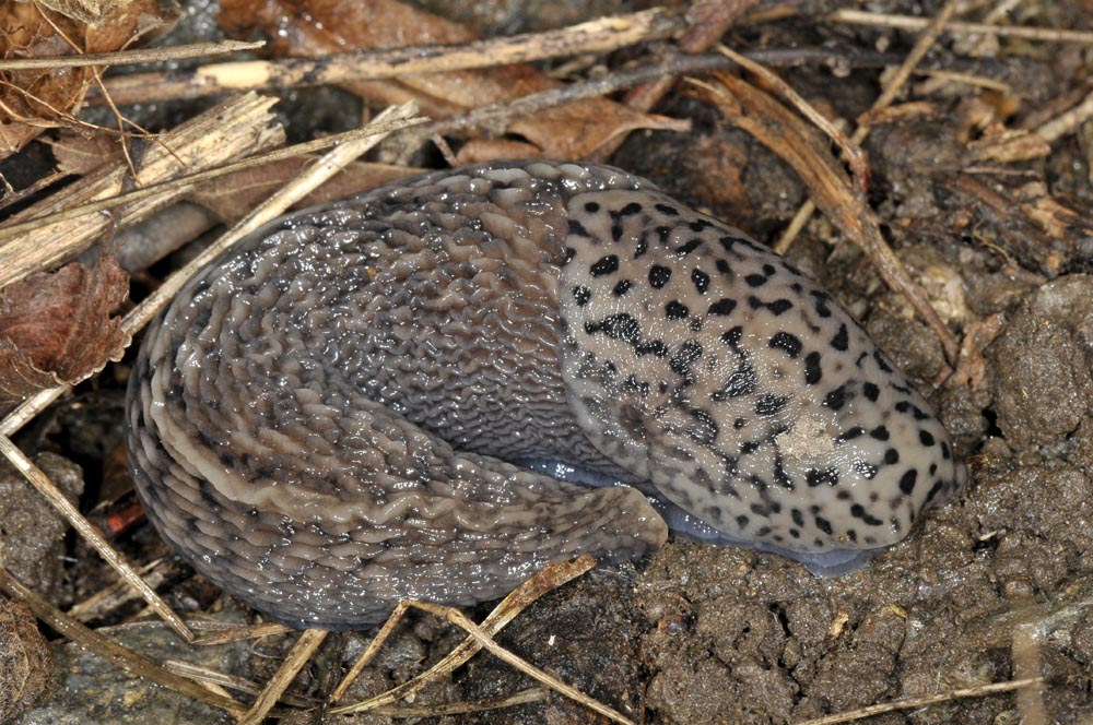 Limax cf. subalpinus da  Avigliana (TO)